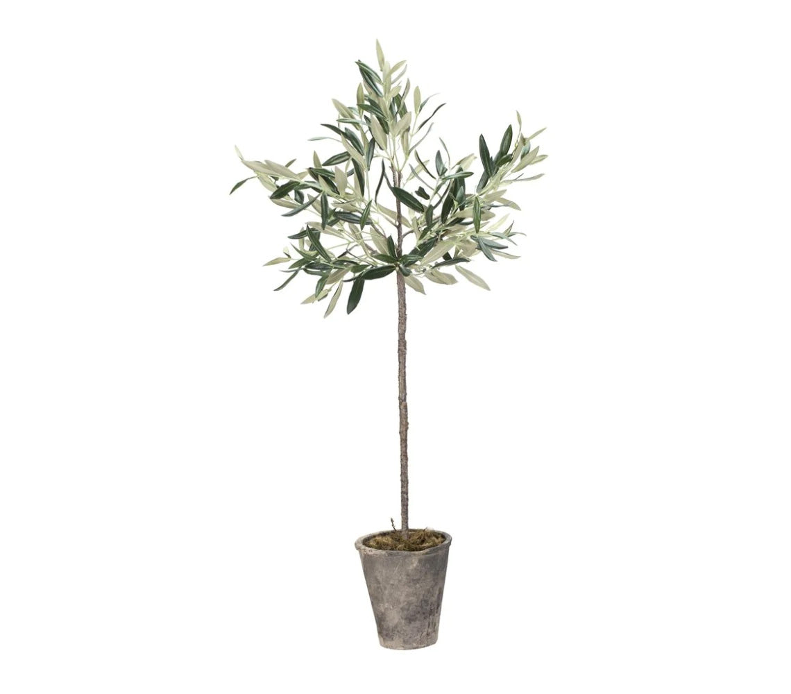 Flora Olijfboom, H73 cm. - DECOR PETIT