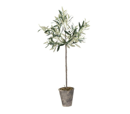 Flora Olijfboom, H73 cm. - DECOR PETIT